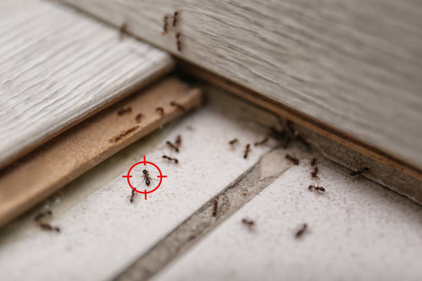 Best Flea Control Services  in Brilliant, AL